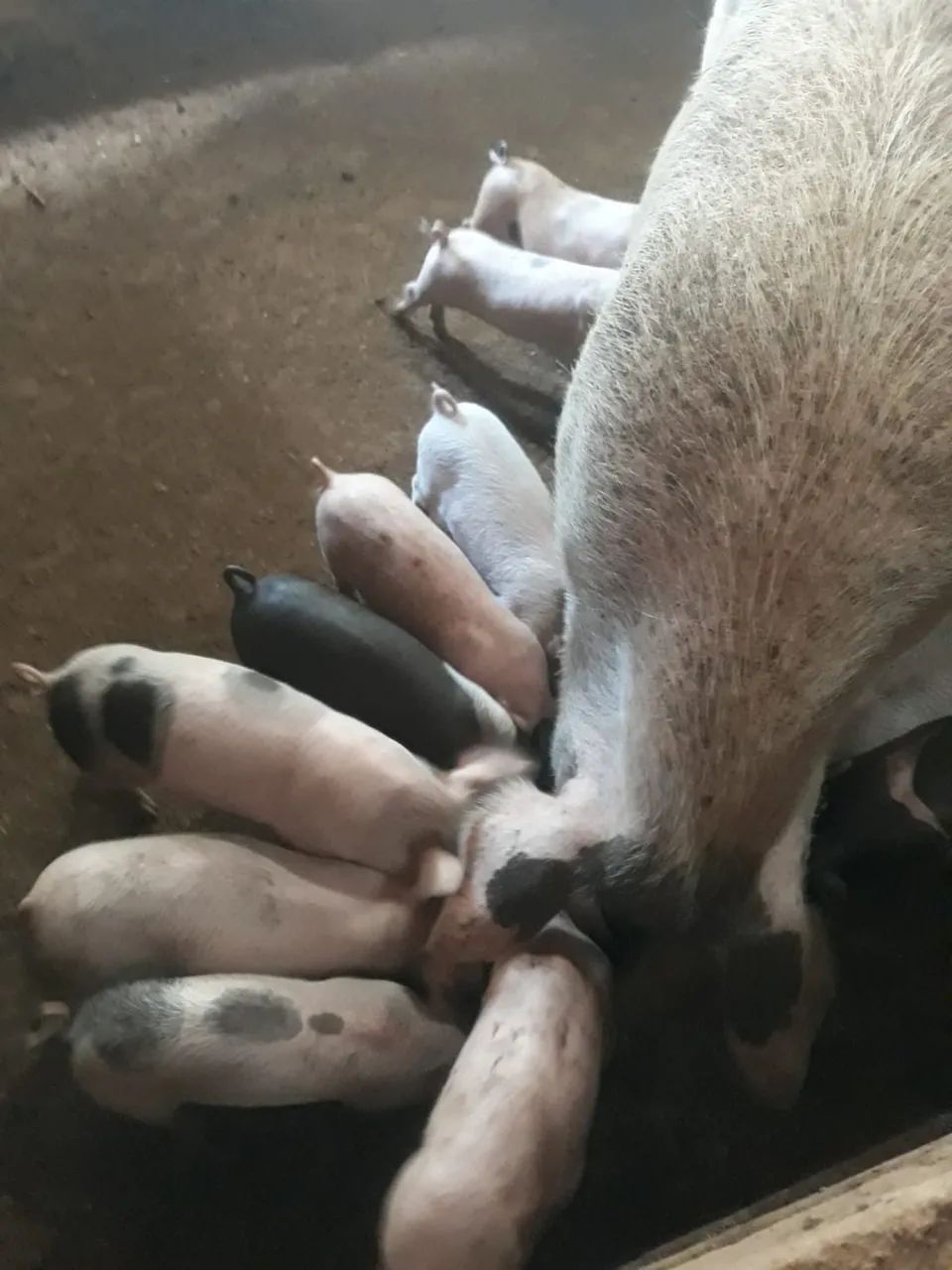 Leitão desmama - Foto 2