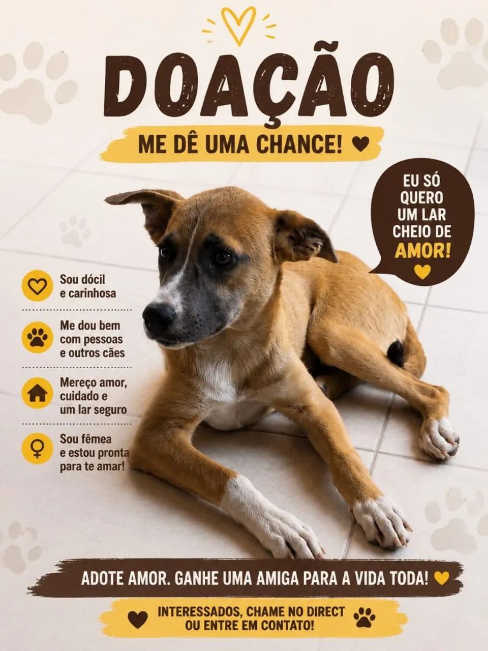 Doação filhote porte médio 