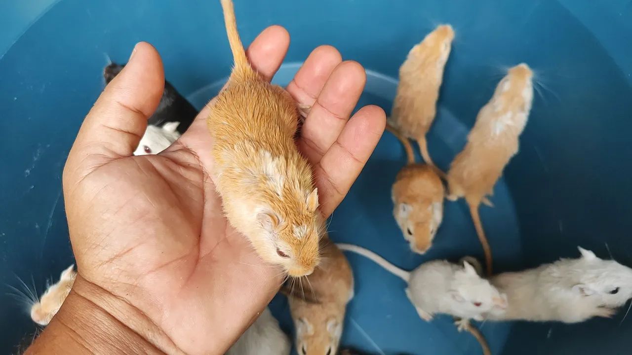 Gerbil65579533497218120