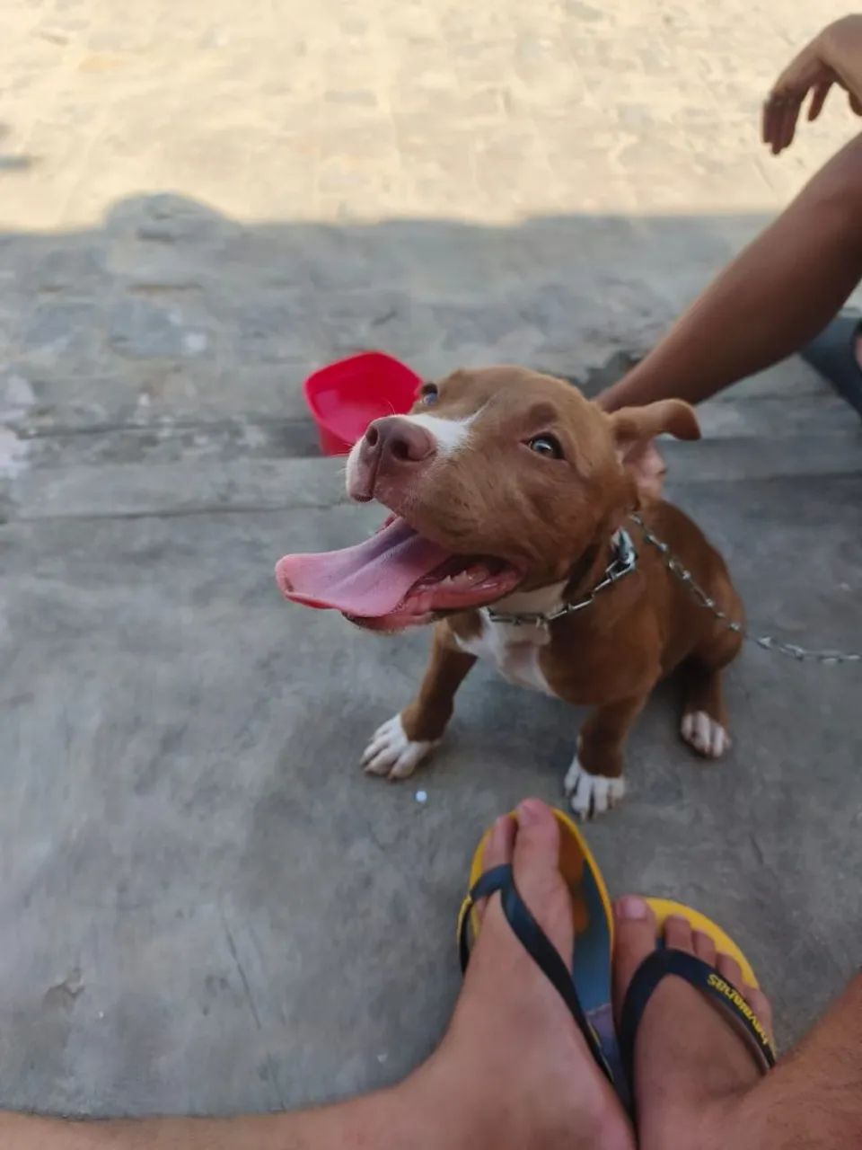 Filhote de pitbull  - Foto 2