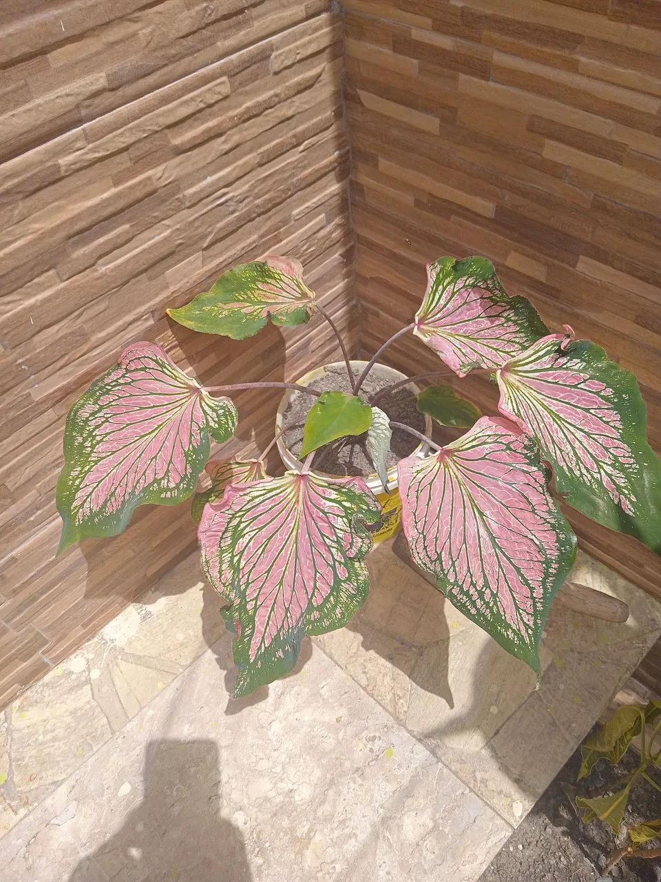 Plantas 
