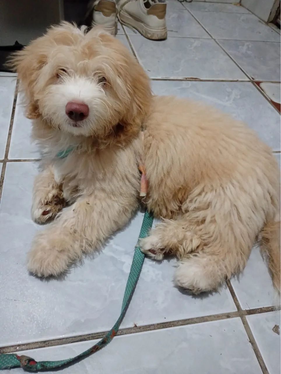 Cachorrinho 