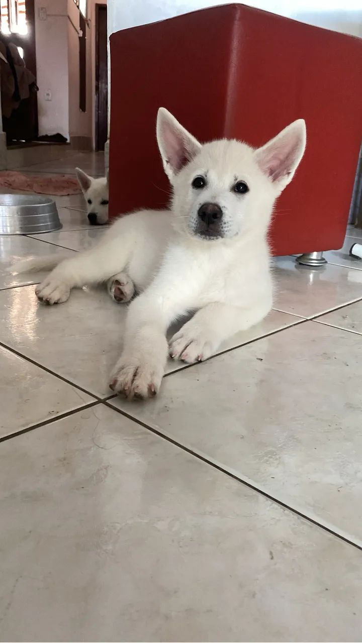 Akita Inu - Foto 3
