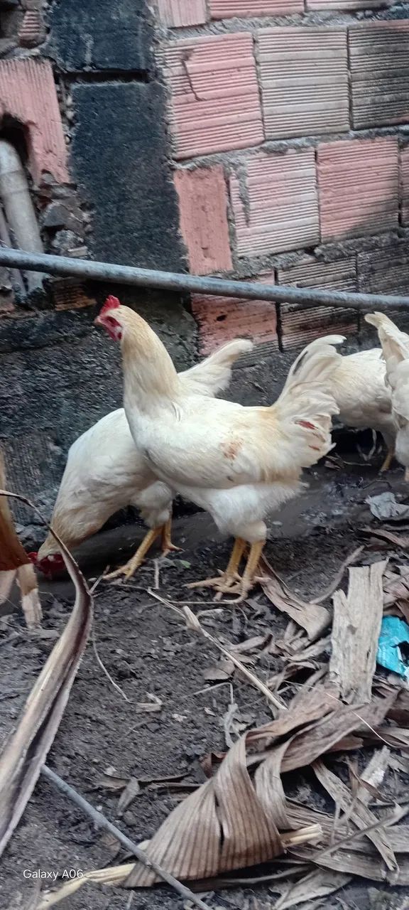 GALOS BRANCOS