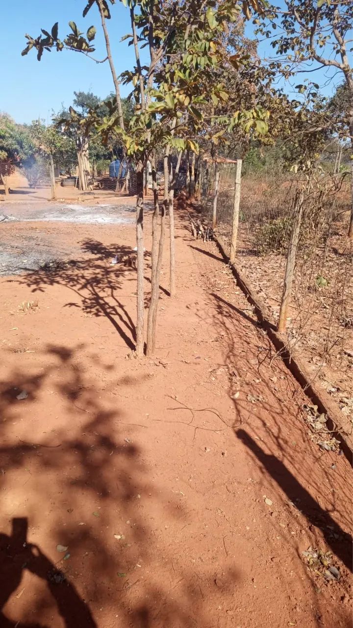 VENDO CHÁCARA EM GLAUCILÂNDIA  - Foto 3