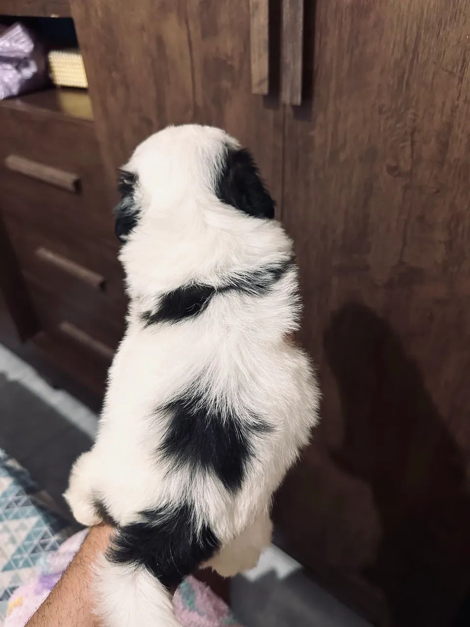 Shihtzu  - Foto 5