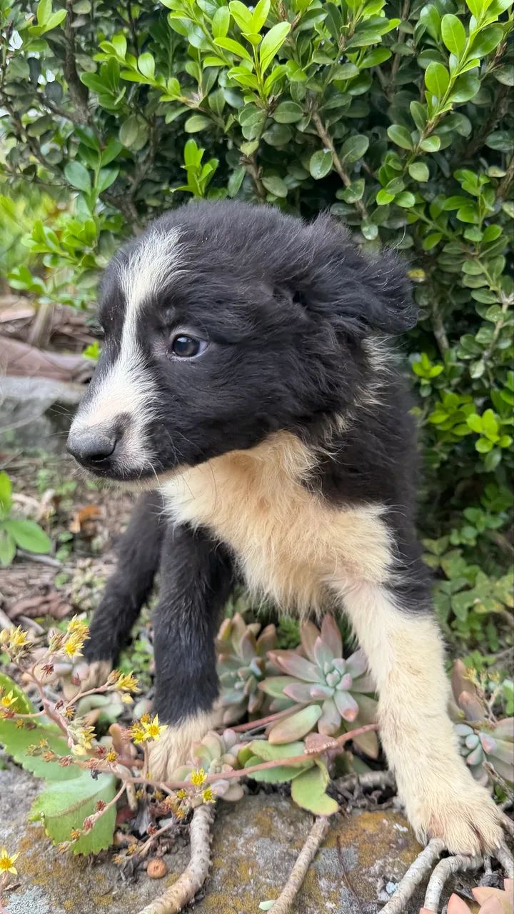 Filhotes de Border Collie - Foto 4