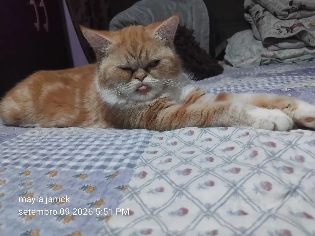 Gata persa - Foto 4