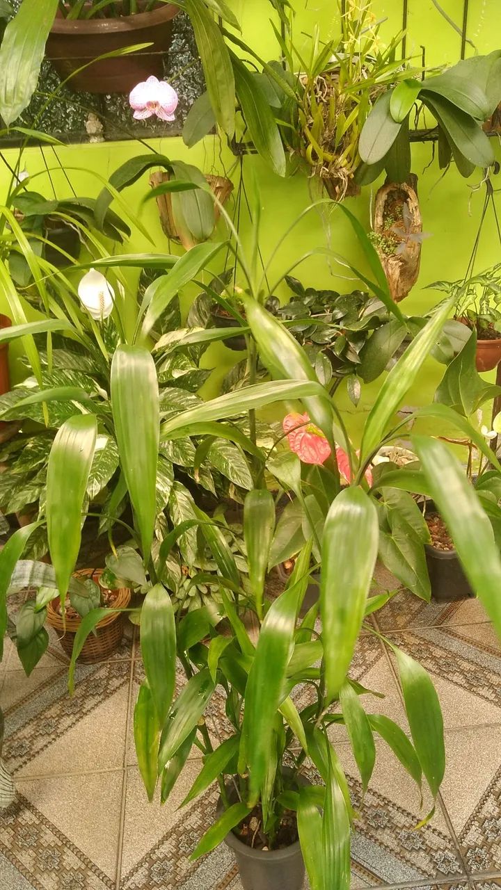 Vado de Bambu da sorte