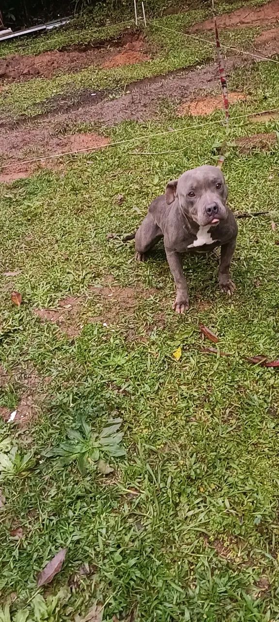 American Bully BLUE pockt - Foto 3