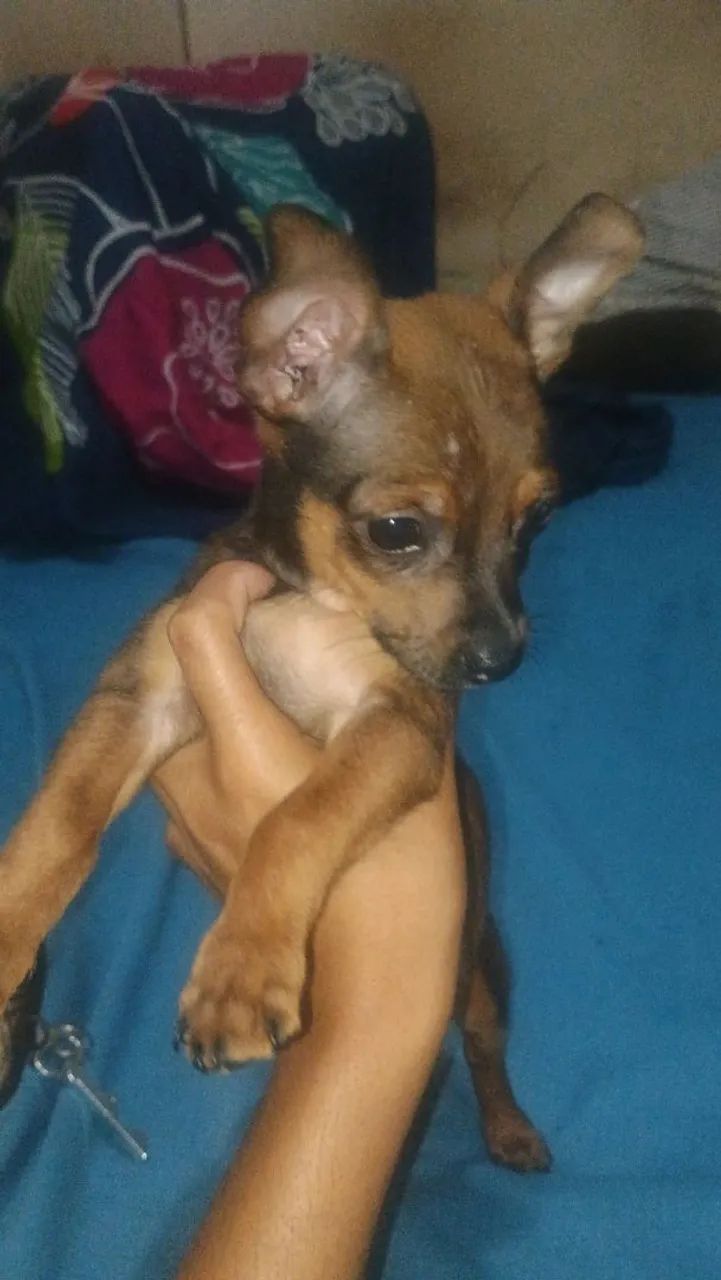 Pinscher número 1 - Foto 2