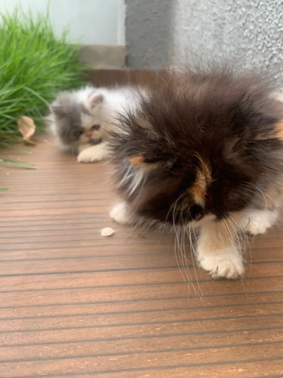 Gatos persas disponível para venda  - Foto 3