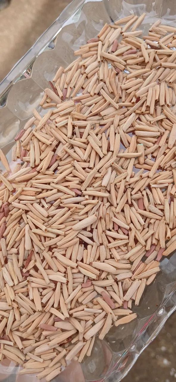 Sementes Rosas do Deserto 