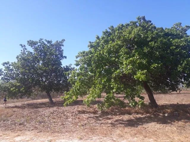 Terreno