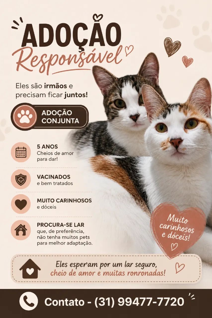 Adoção gatos