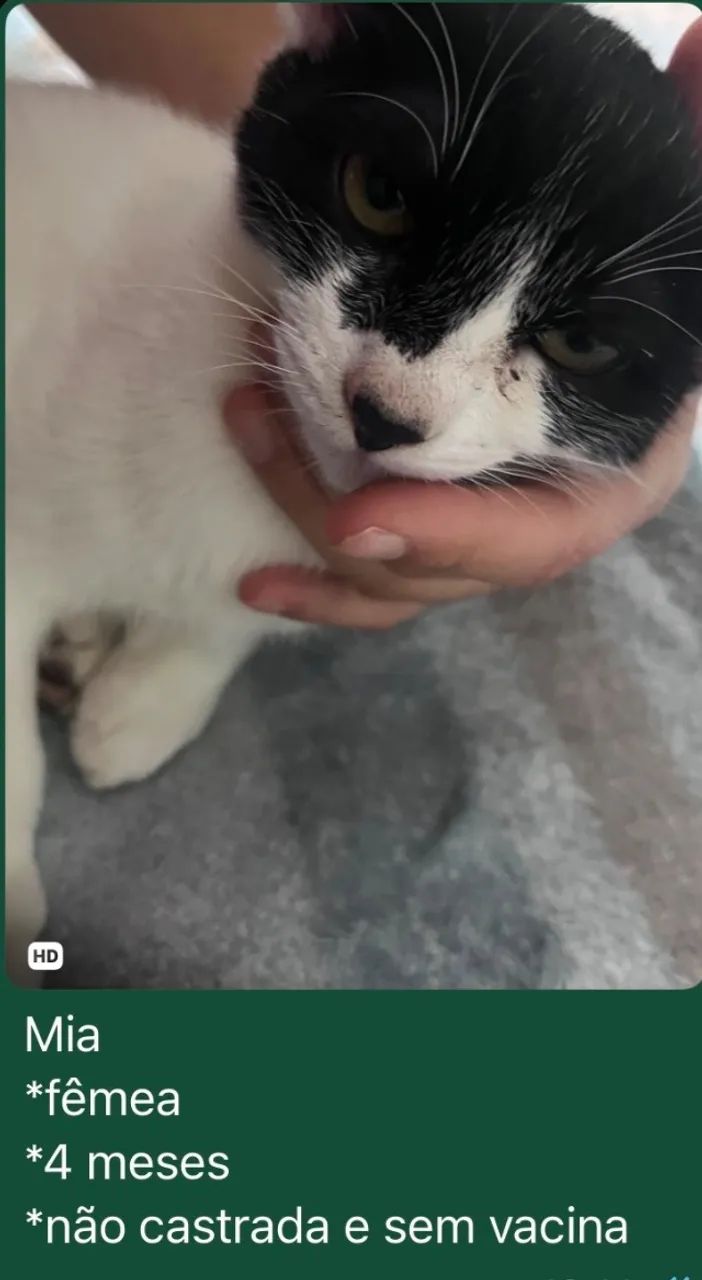 DOAÇÃO DE GATINHOS (VILA SÔNIA SP)