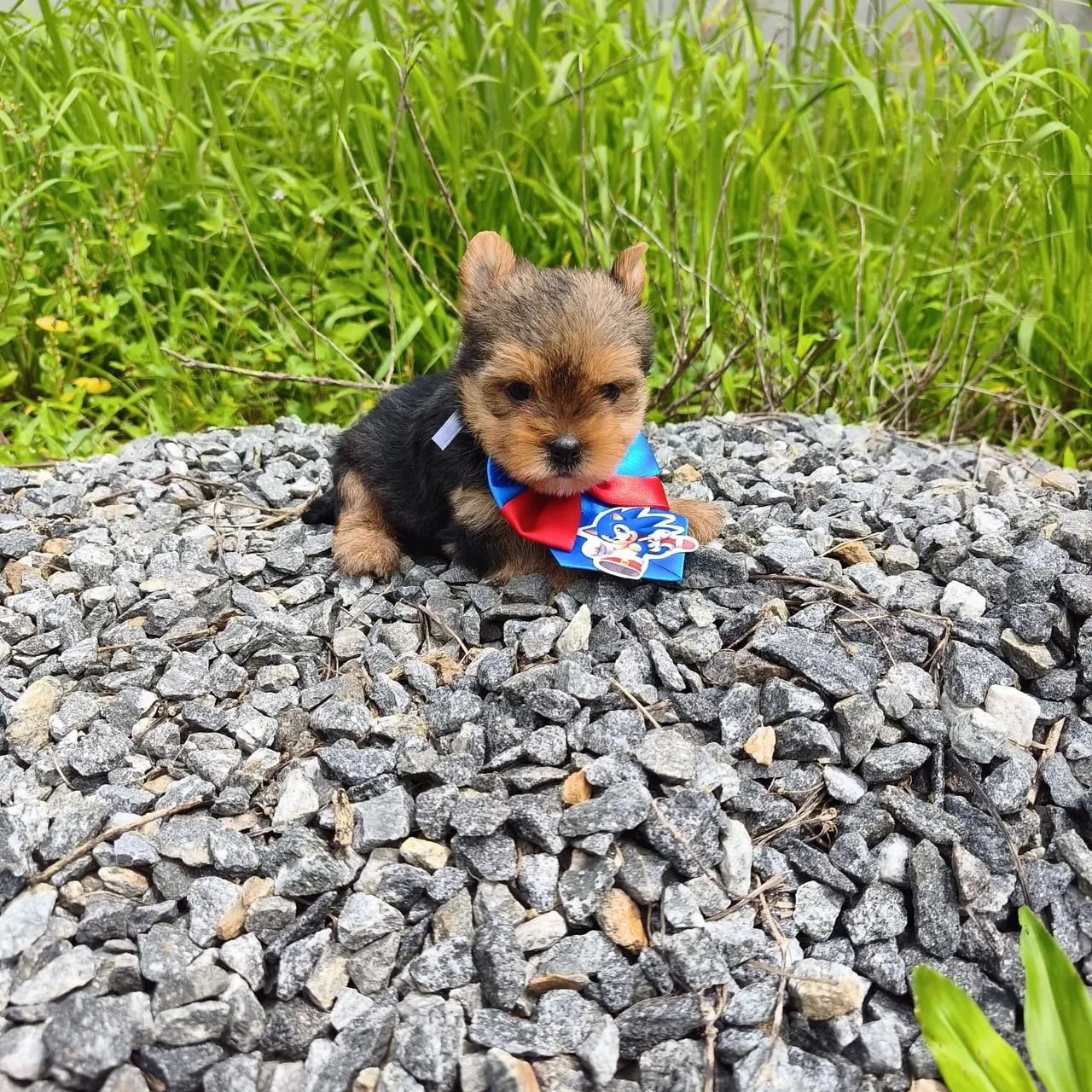 Yorkshire terrier filhotes  - Foto 2