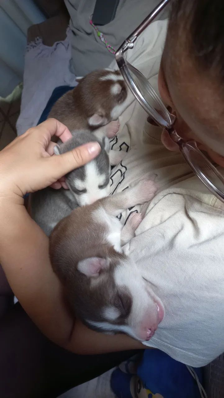 Filhotes de Husky Siberiano - Foto 2