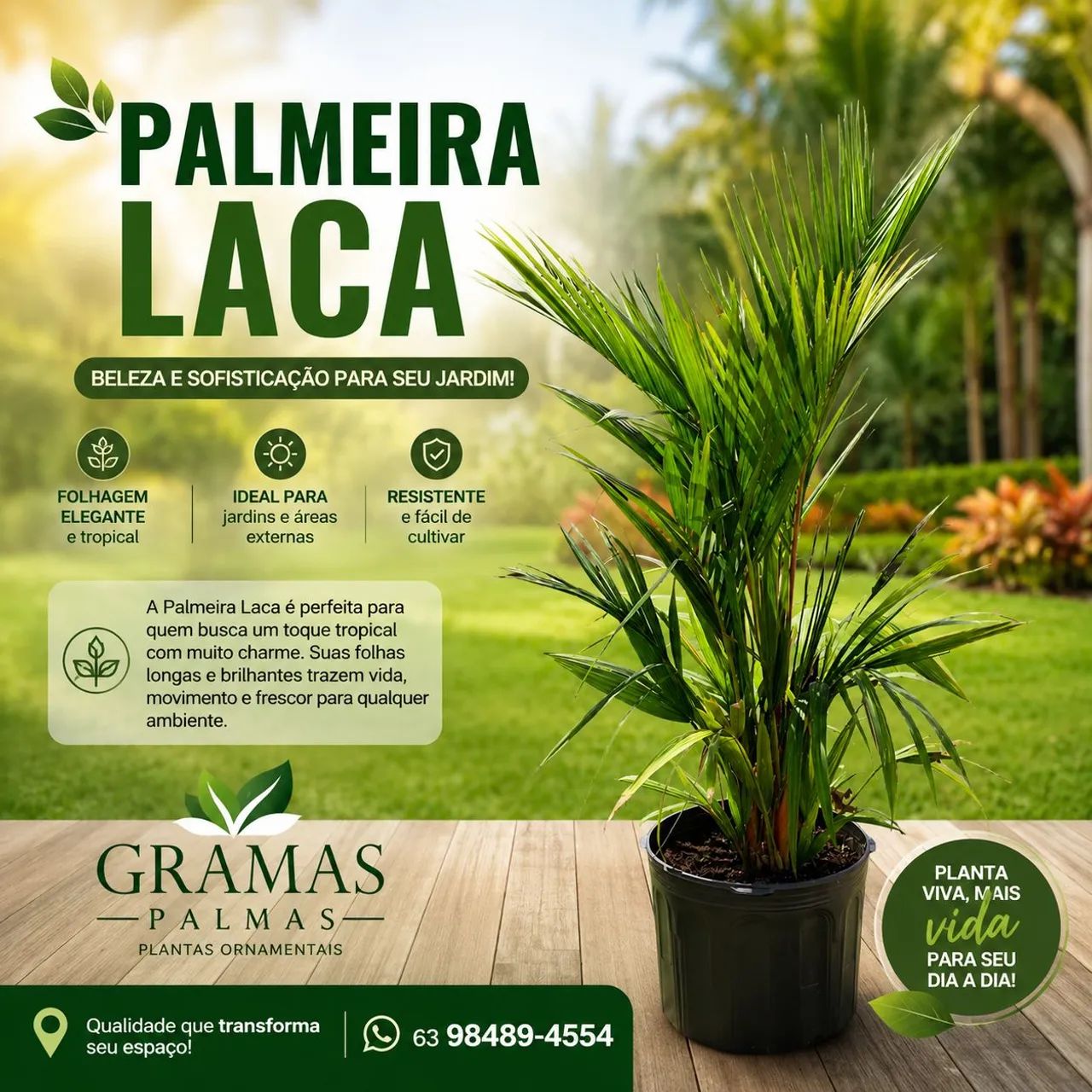 Gramas Palmas  - Foto 3