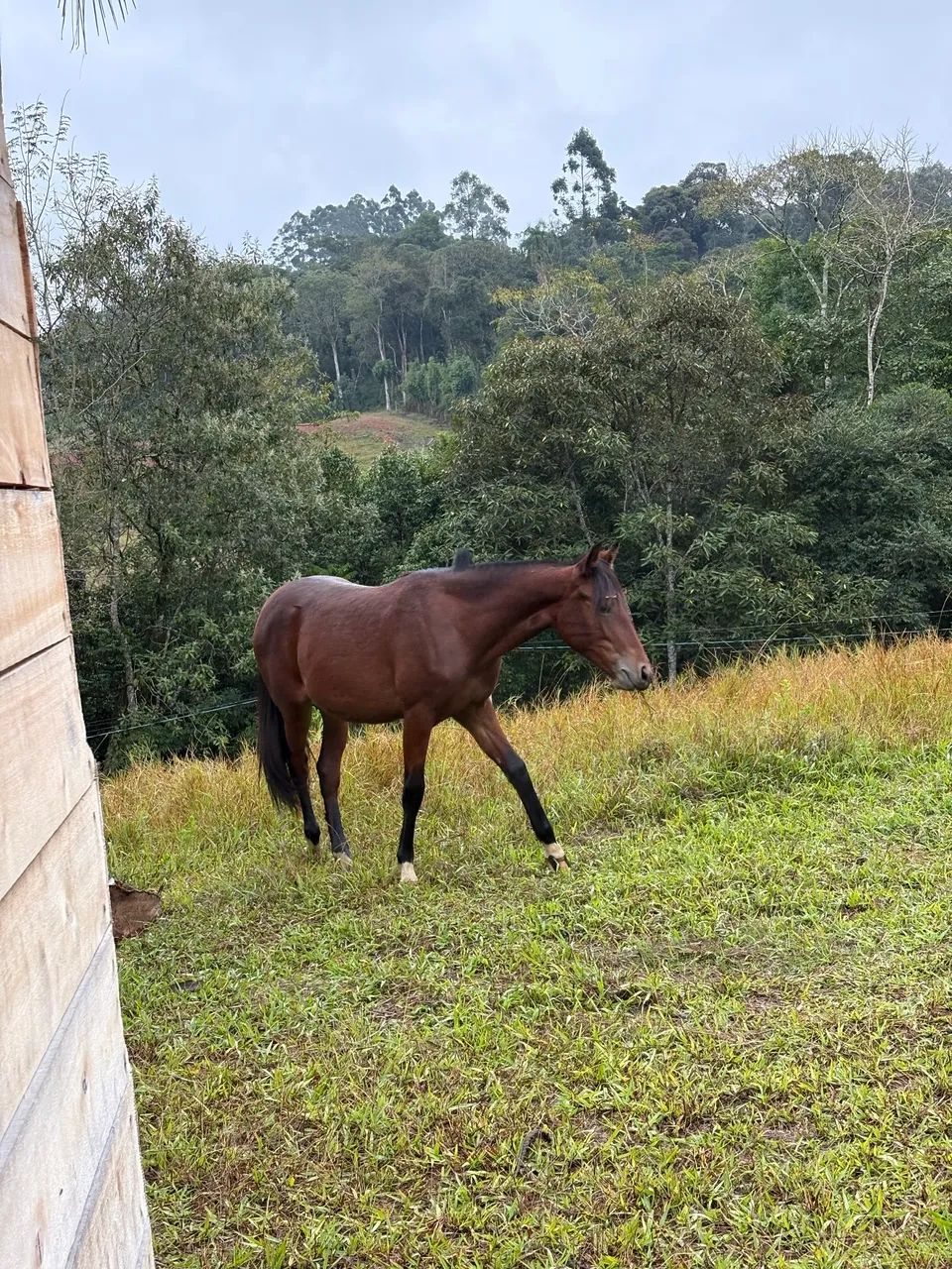 Potra  - Foto 5
