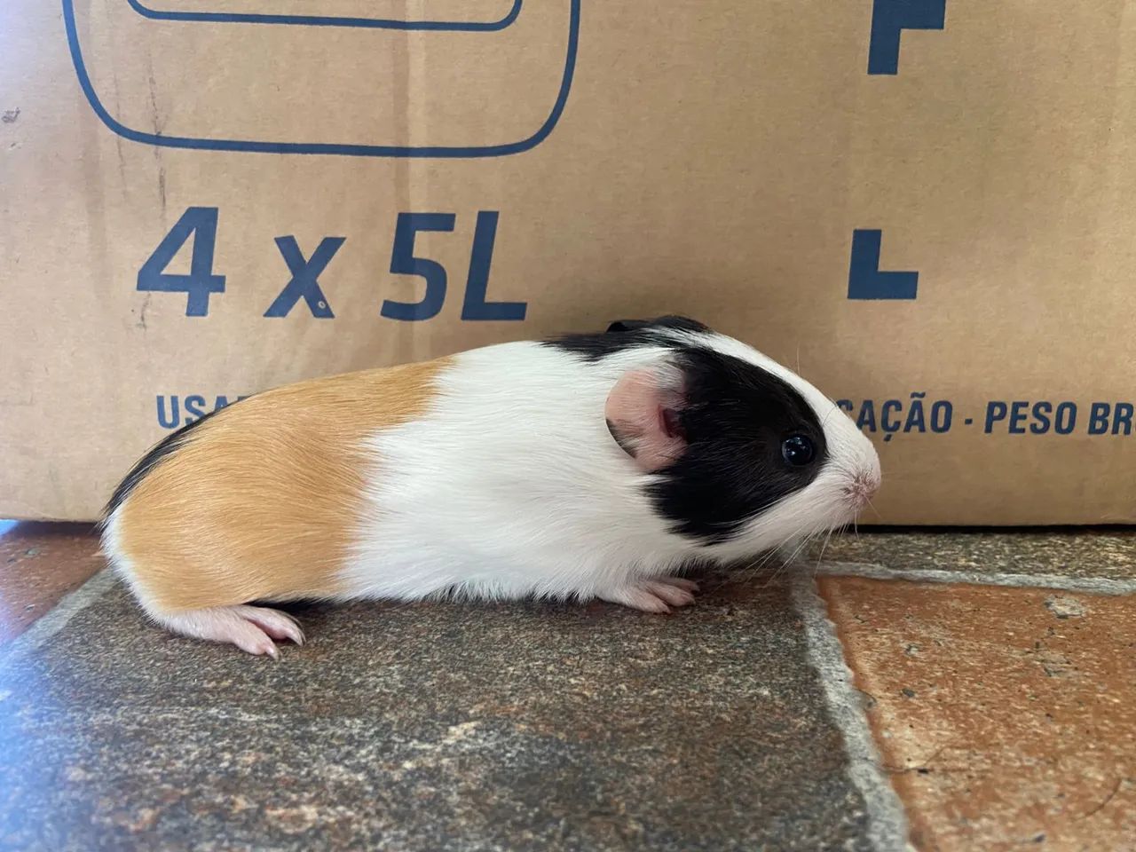 Porquinho da índia  - Foto 4