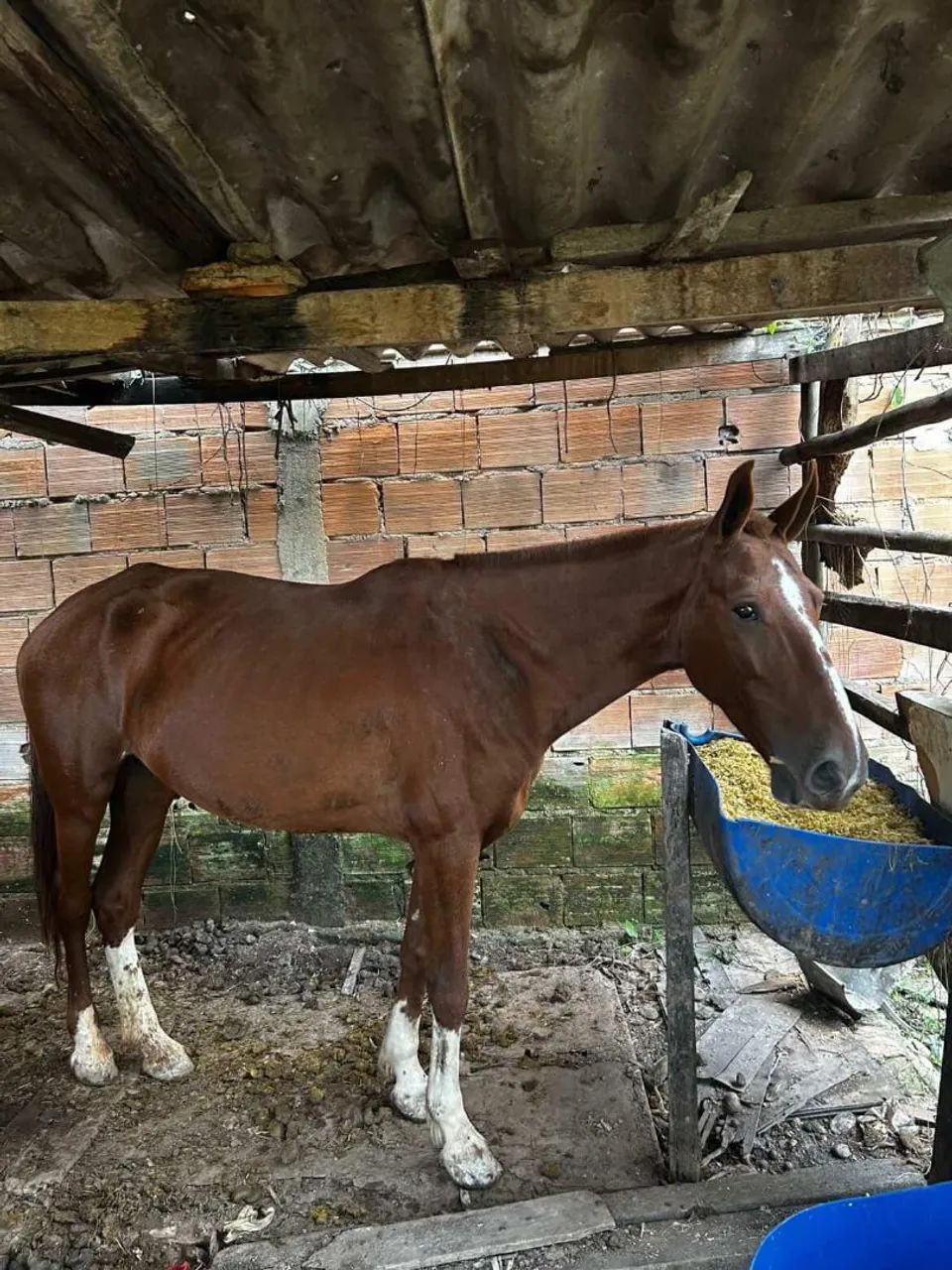 Égua mangolina  - Foto 4