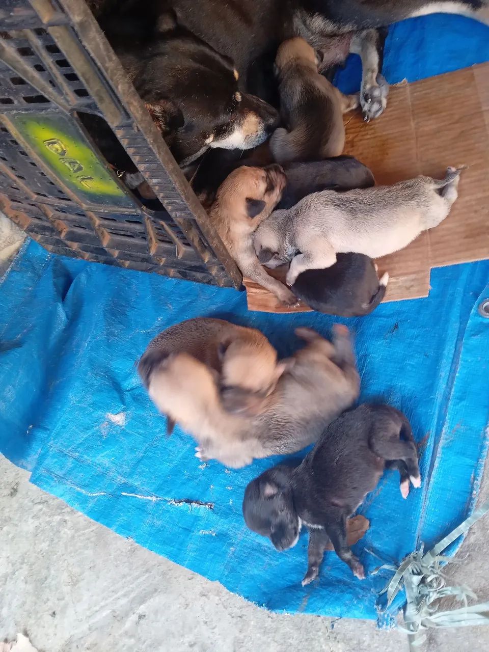 Doação de cachorrinho  - Foto 3