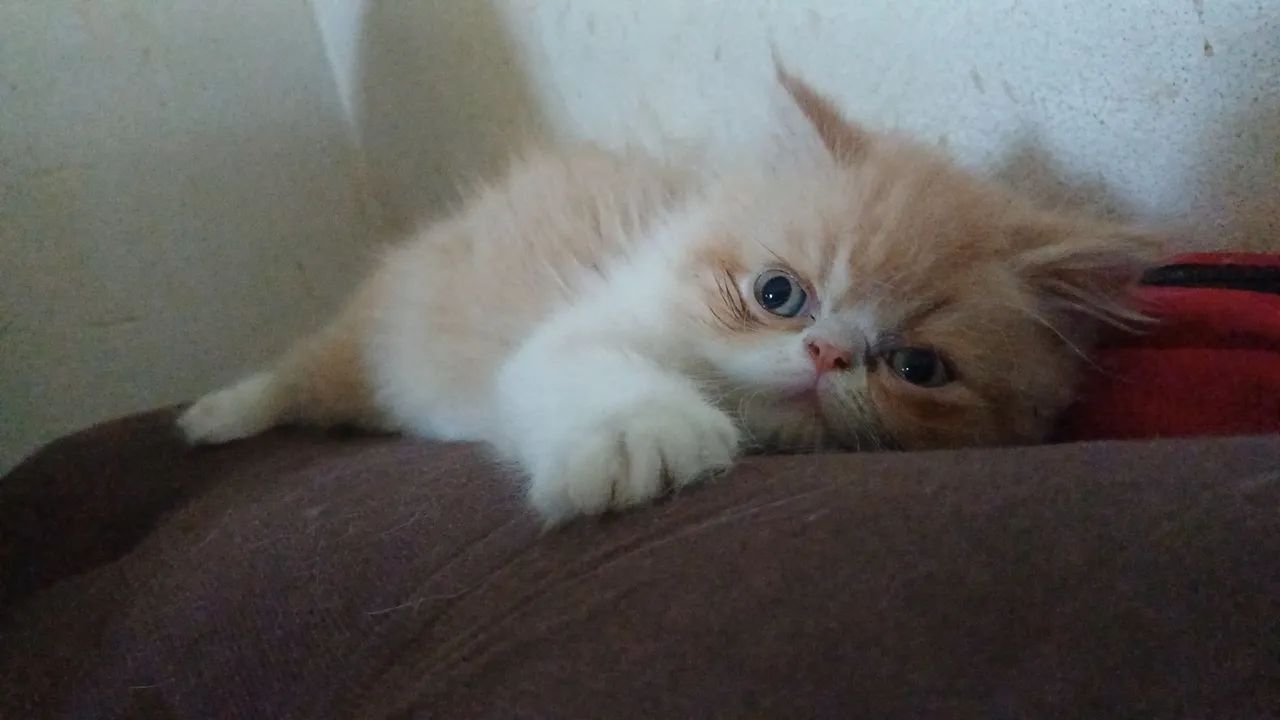 Persas e Exoticos  - Foto 2