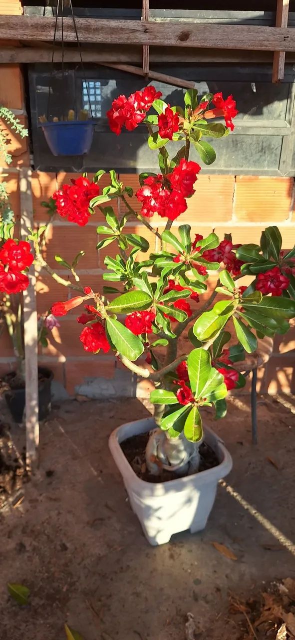 Rosa do deserto dobrada  - Foto 5