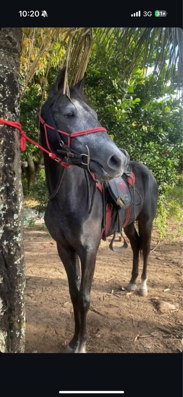 Cavalo novo genuíno de picado