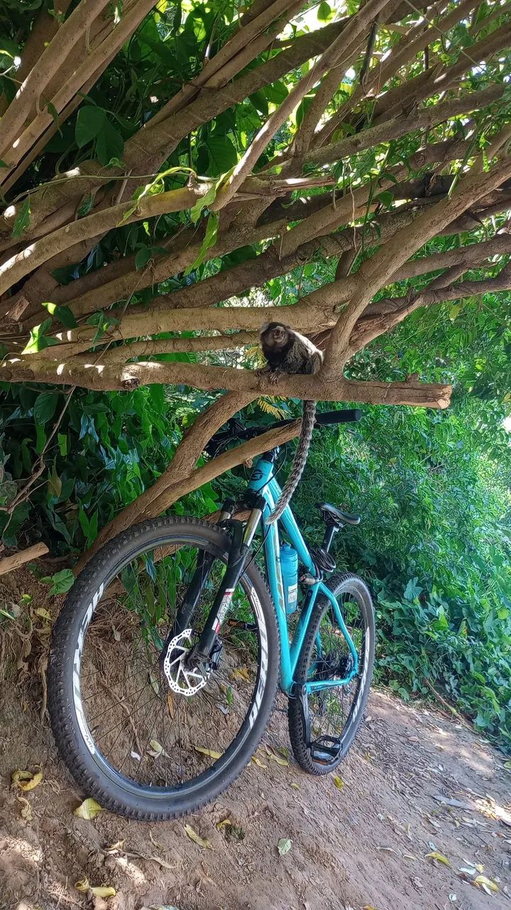 Bicicleta aero 29