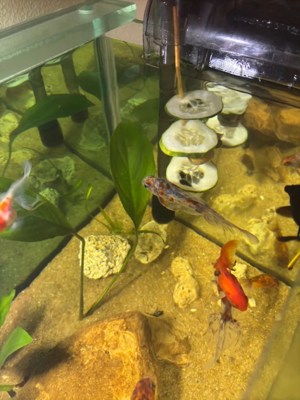 Aquário 130L completo + móvel + luminária | Excelente estado - Foto 5