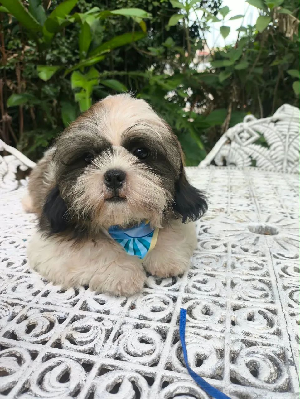 Shihtzu macho  - Foto 2