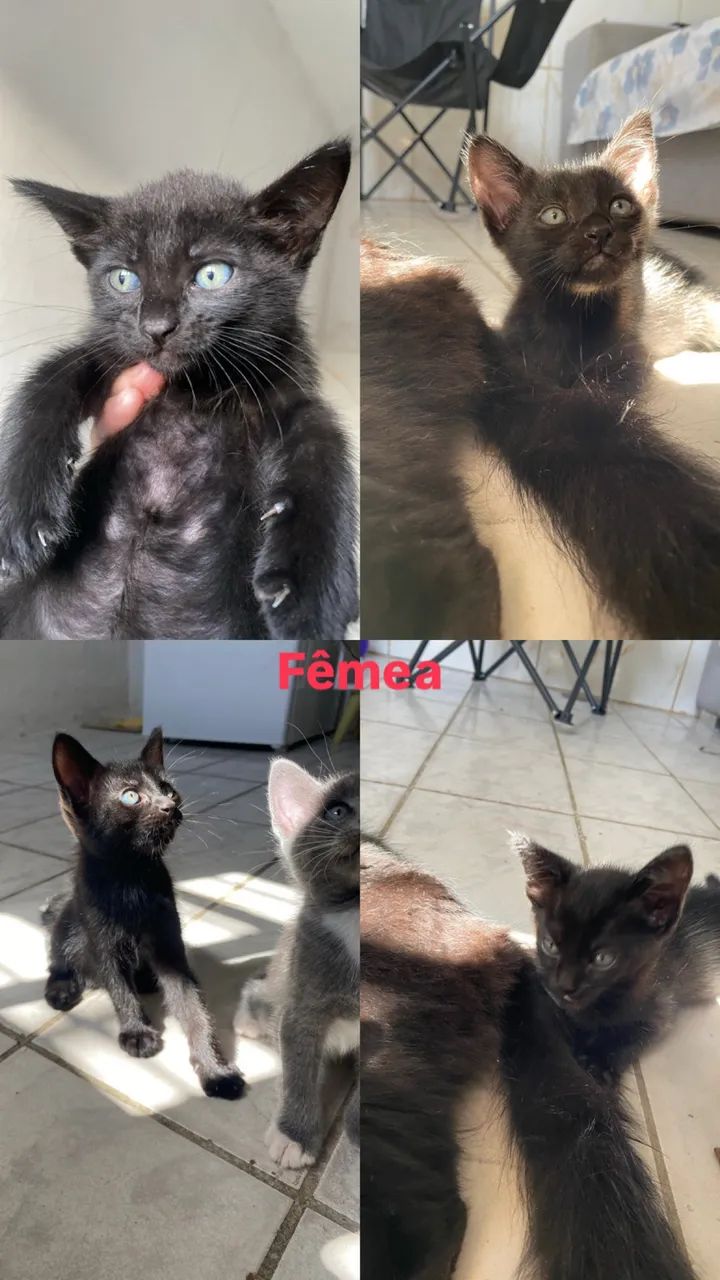 Adoção responsável  - Foto 2