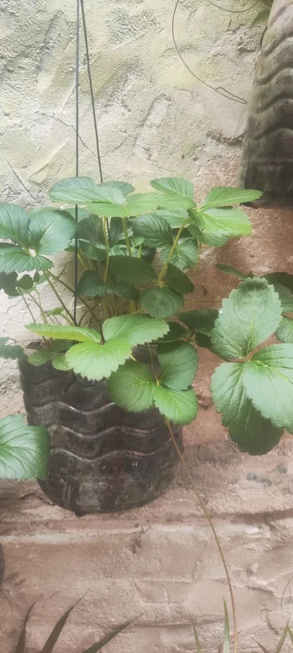 Muda de morango