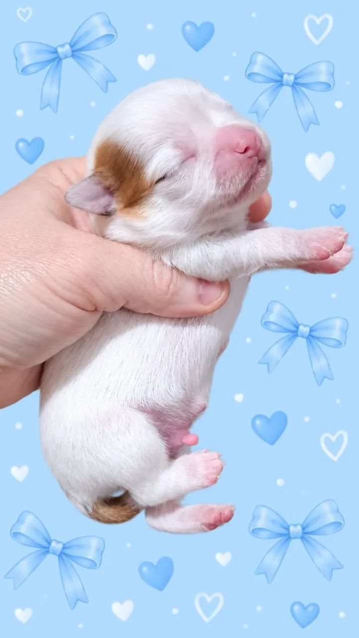 Filhote macho de chihuahua   - Foto 3