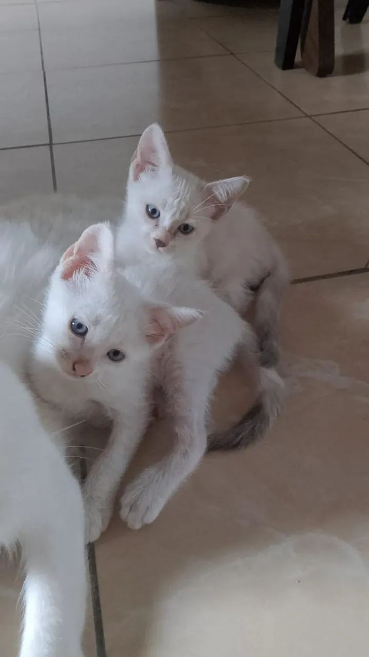 Gatinhas filhotes - Foto 4