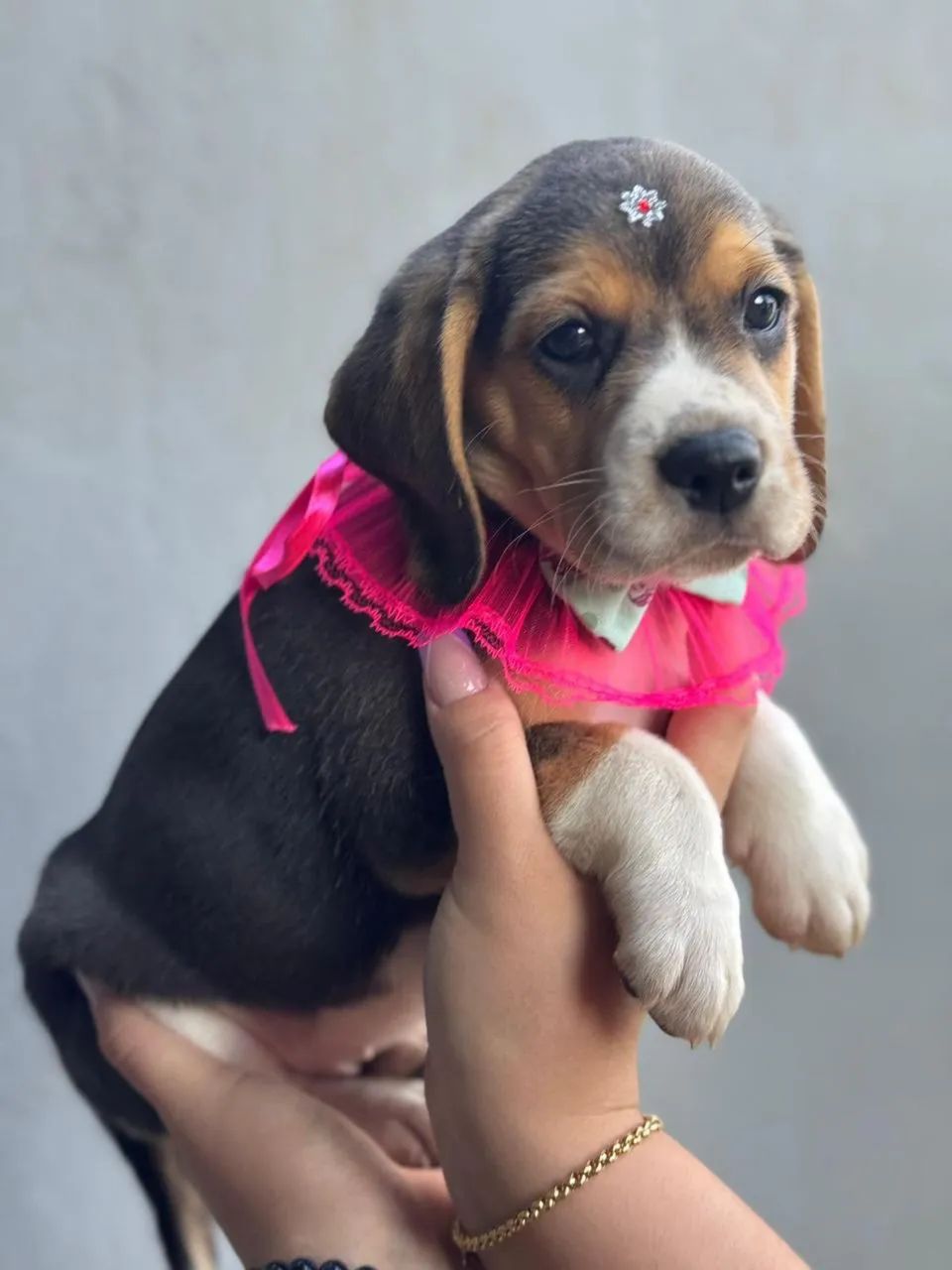 Beagle amigo pet 