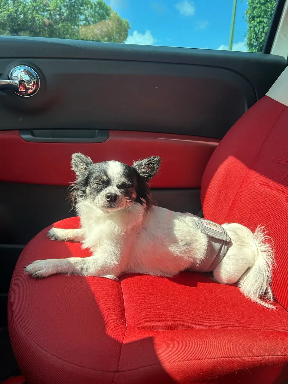 Chiuahua busca namorada