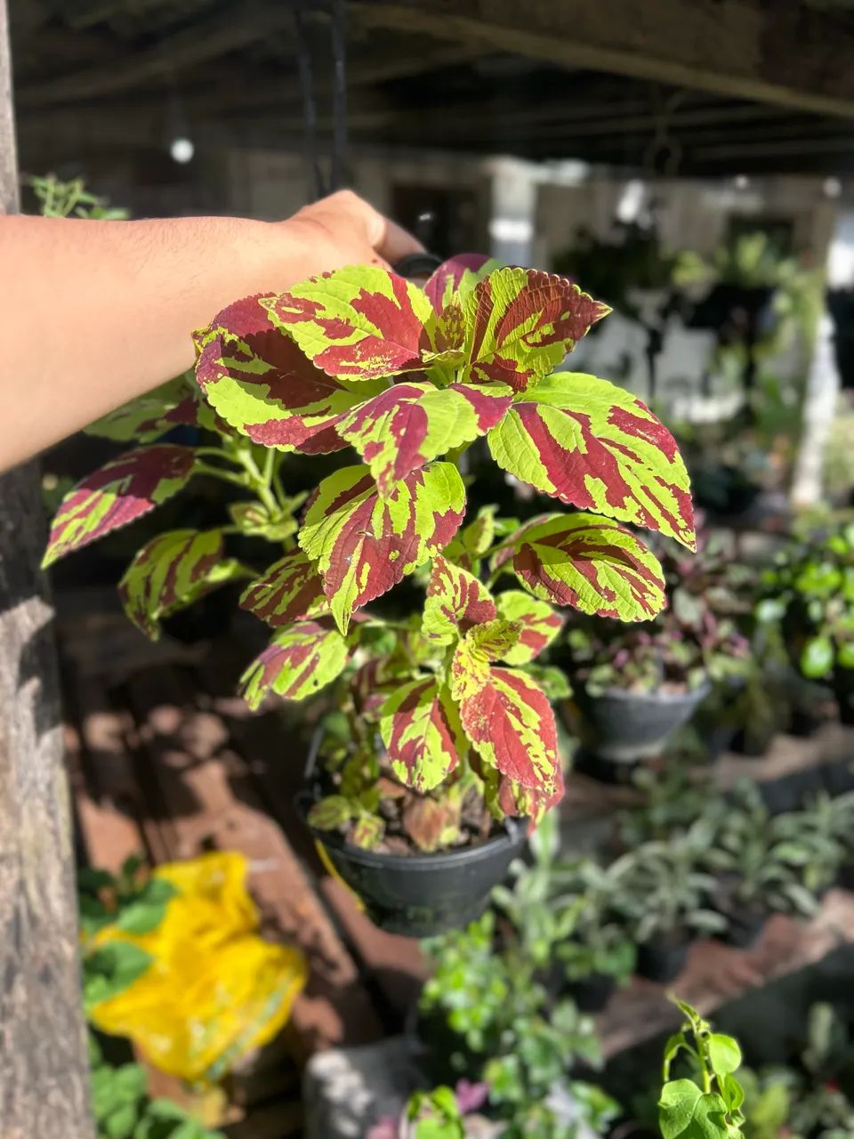 Plantas - Foto 3