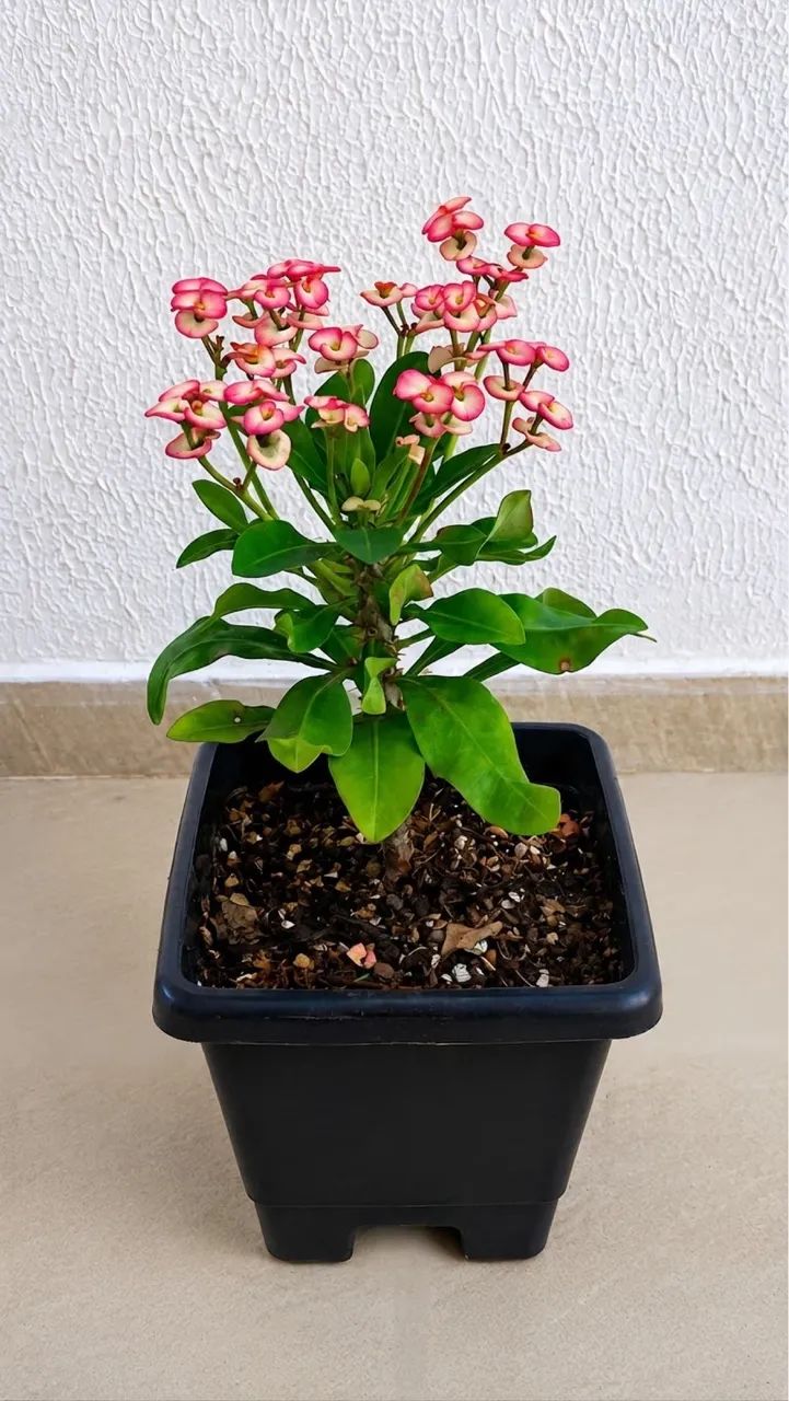 Vendo Plantas 04
