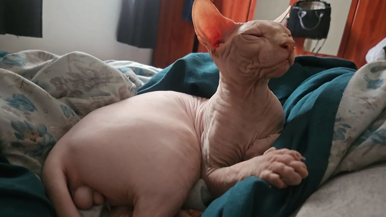 Gato Sphynx Macho