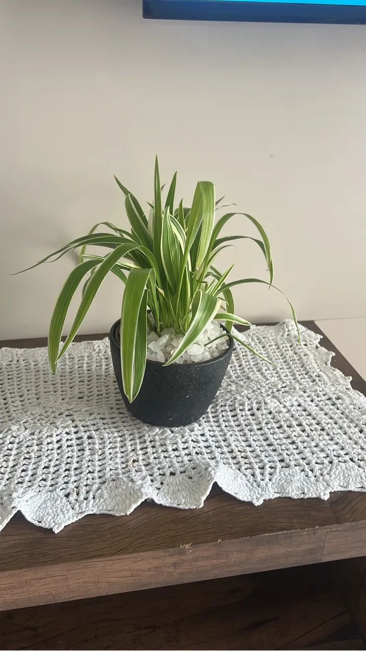 Jardim  - Foto 4