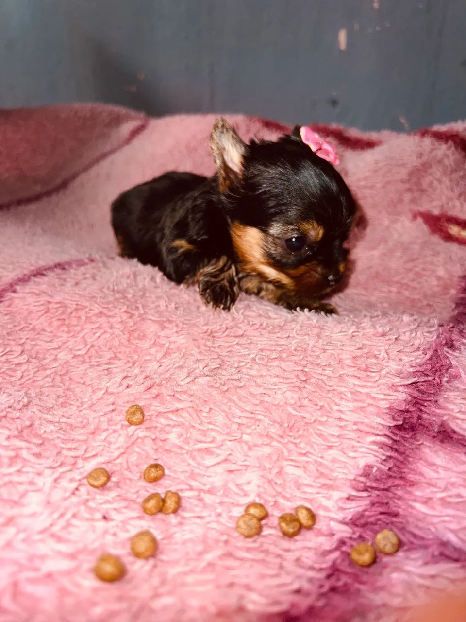 Yorkshire terrier 