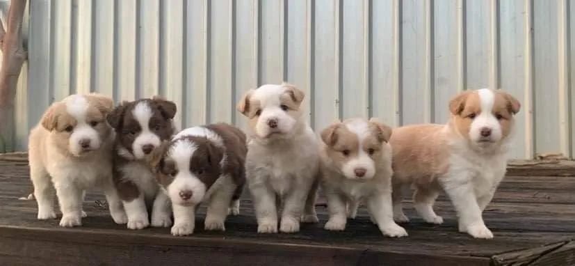 Border collie bem cuidado 