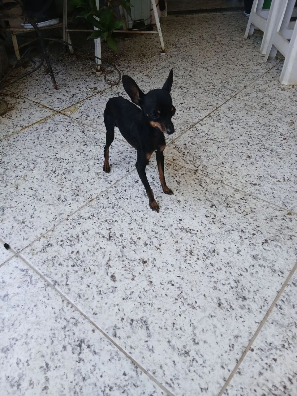 Vendo 