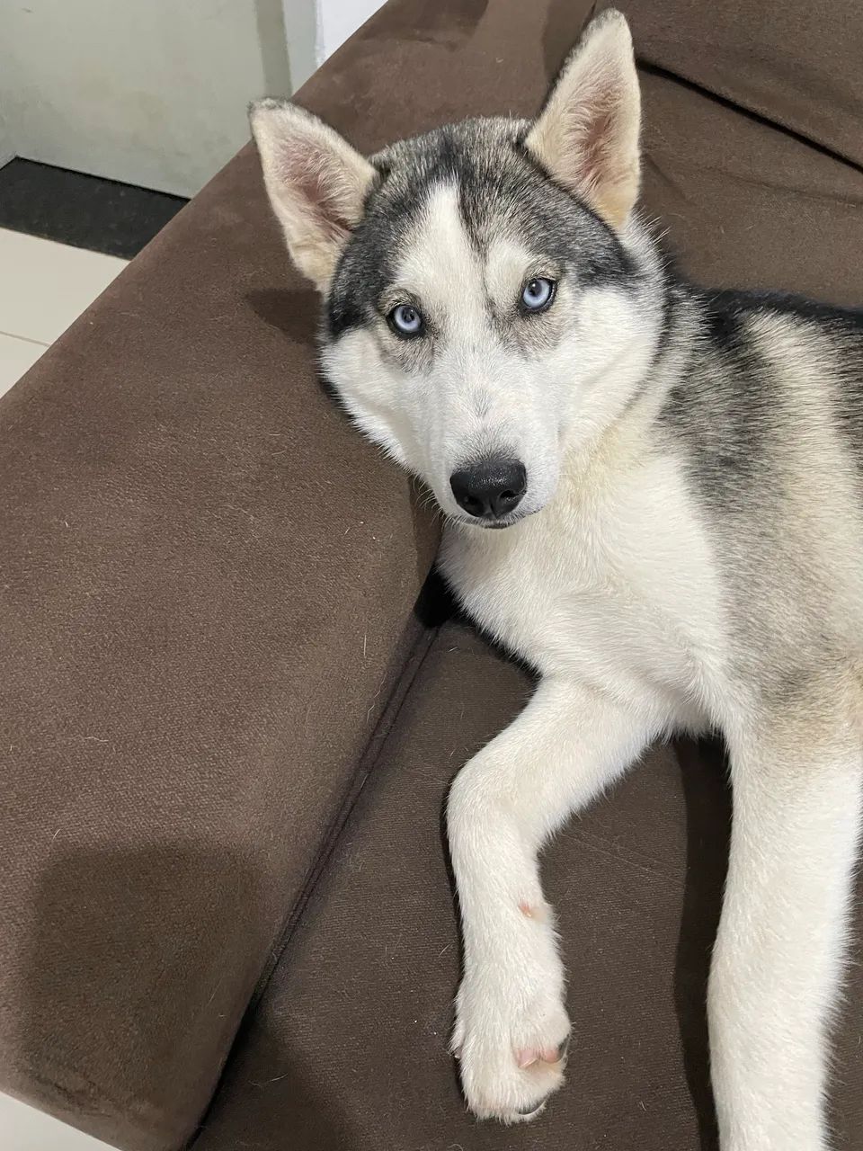 Lindo filhote de Husky Siberiano  - Foto 2