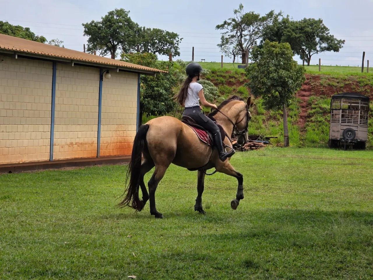 LUSITANO MACHO - ATLETA - BAIO ENCERADO - 12 ANOS - Foto 3