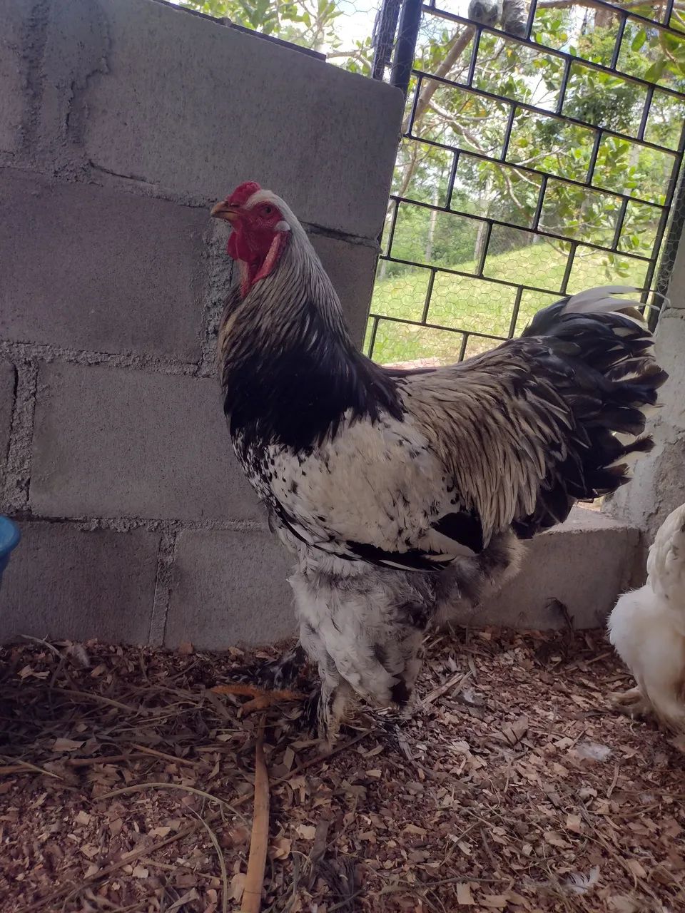 Pintinho Brahma  - Foto 5