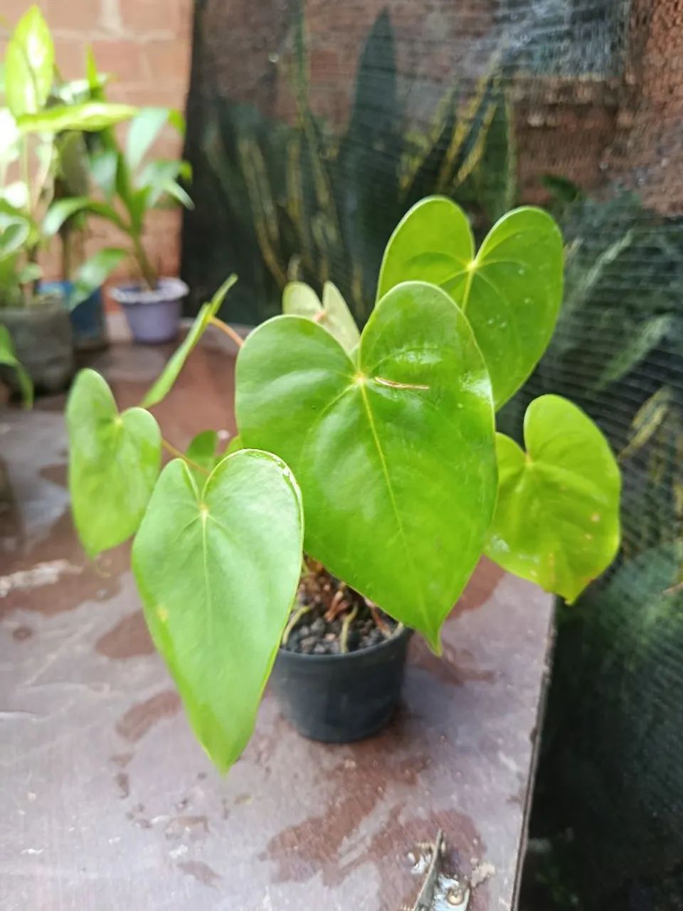 Mudas plantas  - Foto 5